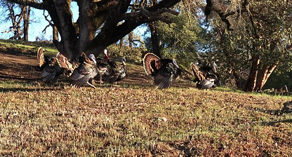 turkeys fanning their tale