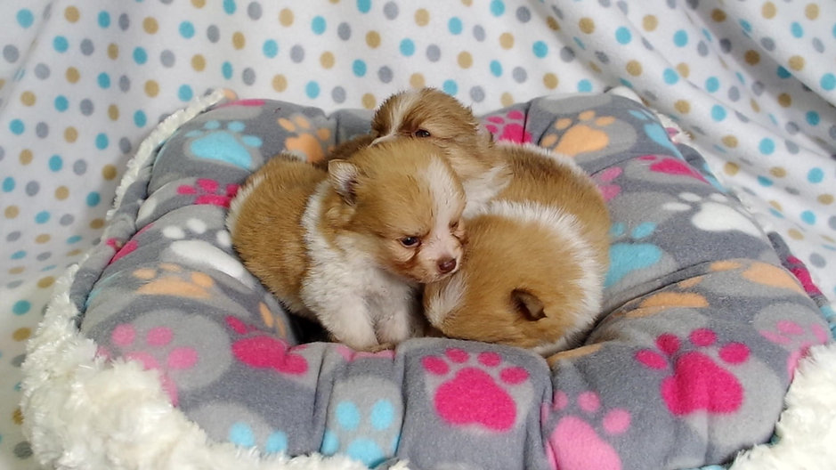 Puppy Bed!