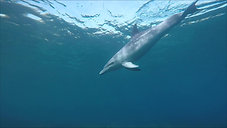 Plongée dauphin à Porquerolles