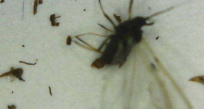 Root Aphids 1