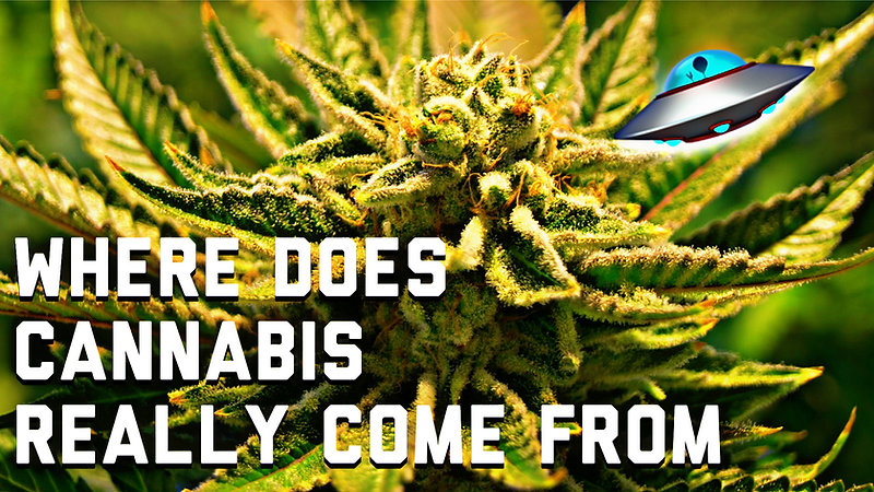 WHERE DOES CANNABIS REALLY COME FROM