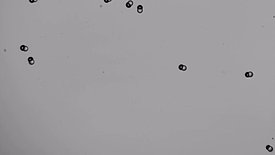 Swimming Janus droplets