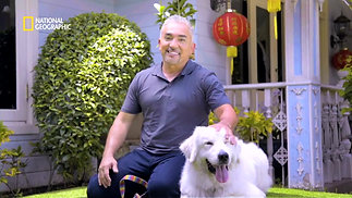 Chinese New Year Ident with Cesar Milan