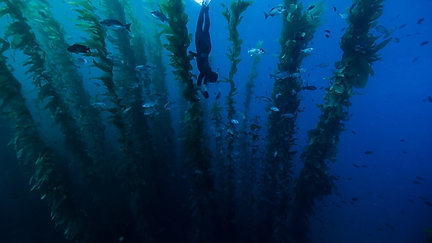 Underwater Videos
