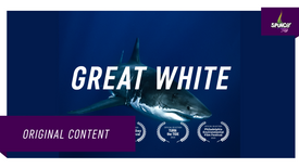 GREAT WHITE 