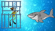 Risky Behavior Pre Roll Shark Cage