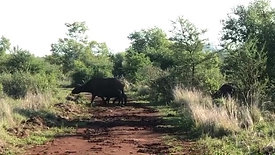 video baby buffalo crossing road