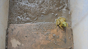 Frog predator trials