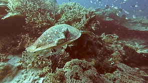 Sea Cucumber (Remora) on Green Sea Turtle