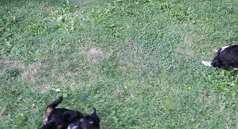 Chilliwack Labradoodle 7 Week Pup Date Rainbow Of Phantoms Litter