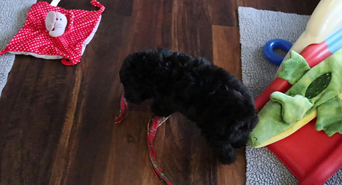Chilliwack Labradoodles The Night Before Christmas 7 Week Pup Date