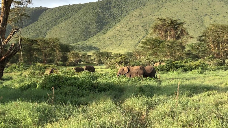 Highlights, Tanzania Safari