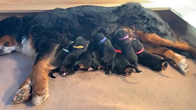 Bernese Mountain dog litter, newborn