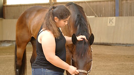Gesamtheitliche Behandlung von Pferd und Reiter Teil 4: Behandlung des Pferdes