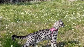 faith silver bengal cat gatto adventure avventura guinzaglio leash outside outdoor
