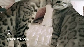 sweet bengal cat silver lombardia italia