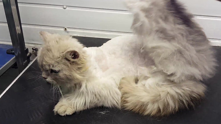 cats matted fur treatment