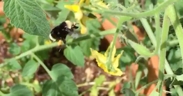 Bombus Buzz-Pollinating
