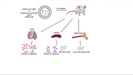 Immune response of vaccines in mice models