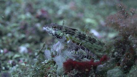 Critters and Crawlers III - Lembeh, Indonesia (2020)