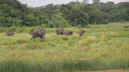 Elefanten im Murchisonfalls Nationalpark