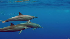 My encounter with Spinner Dolphins in Utila, Honduras