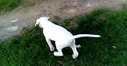 Pakhra Magnifika Tornado male puppy Dogo Argentino 