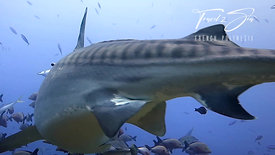 Tiger shark close up - French Polynesia 