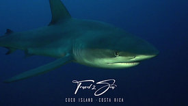 Galapagos Shark Close Up - Coco Island - Costa Rica