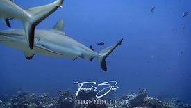 Grey reef sharks swimming close - French Polynesia