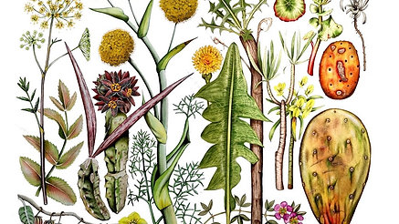 BOTANY FOR ARTISTS 1 - PLANT TAXONOMY AND CLASSIFICATION