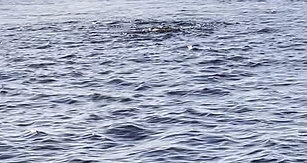 Rare dolphin sighting