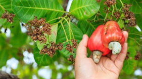 Farm series - Intro to cashew tree