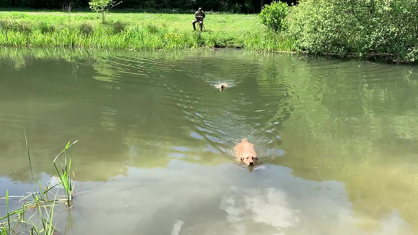 Puppy en Jonge honden - Volgen over water