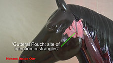 Redwings Horse Sanctuary Anatomical Painted Model Horse