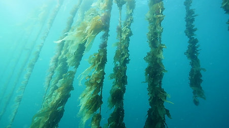 Lines of cultivated seaweed at Okehampton