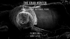 The Crab Hunter - Indian Mongoose in Ranthambore National Park