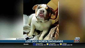 Family offers thousands for lost dog