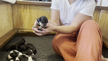 Freya and Jasper puppies