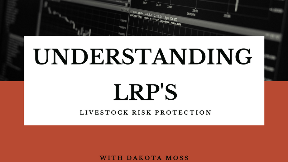 LRP's Explained