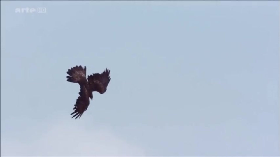 Spirit Animal ~ Eagle ~Native American Music -Niall