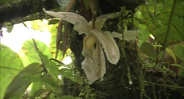 Stanhopea panamensis in-situ