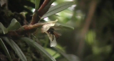 Maxillaria uncata visited by Trigona fulviventris