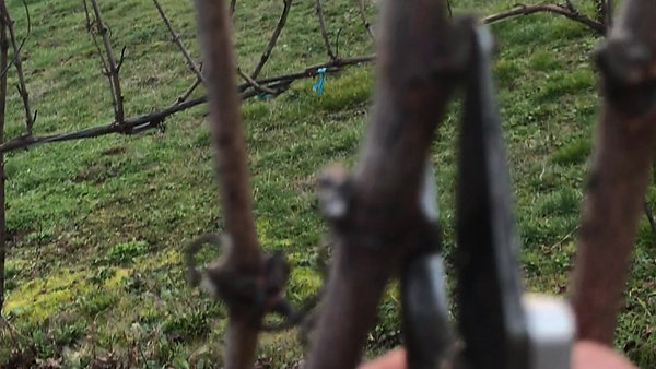 Pruning example- yield