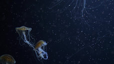 dark detail jellyfish 8