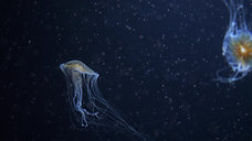 dark detail jellyfish 9