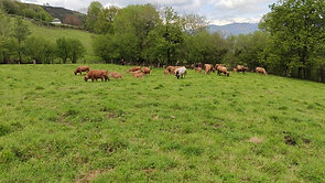Vacas asturianas de los valles  ternera asturiana manxar vaqueiro carne de calidad