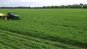 Planting Corn into Alfalfa
