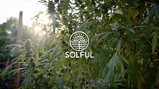 Solful Cannabis