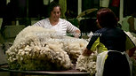 Joma Wool_Pure Crimped New Zealand Wool_Ngamatea